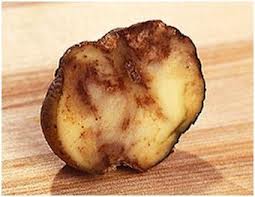 Image of Potato Blight TheGreatIrishPotatoFamine