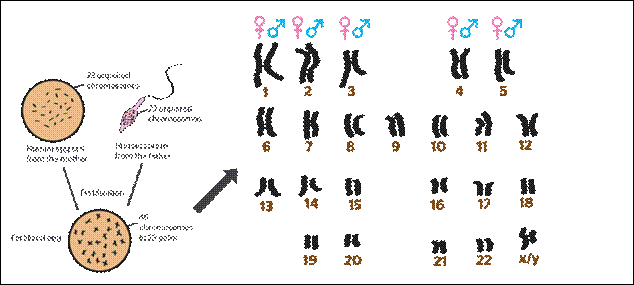 http://www.b4fa.org/wp-content/uploads/2012/06/How-are-chromosomes-inherited1.png