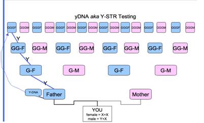Y-DNA