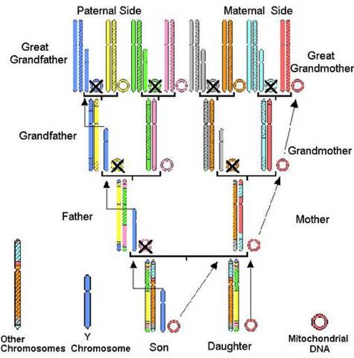 http://pilewski.pl/info-en/genetic-genealogy1.jpg